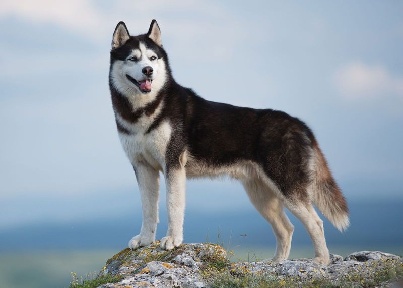 22 Dog Breeds with Human-Like Traits You Have to See to Believe