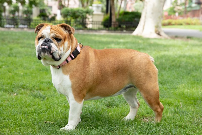 22 Dog Breeds with Human-Like Traits You Have to See to Believe