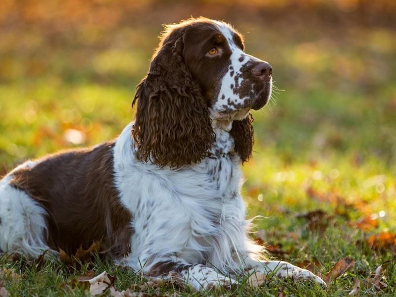 22 Dog Breeds with Human-Like Traits You Have to See to Believe