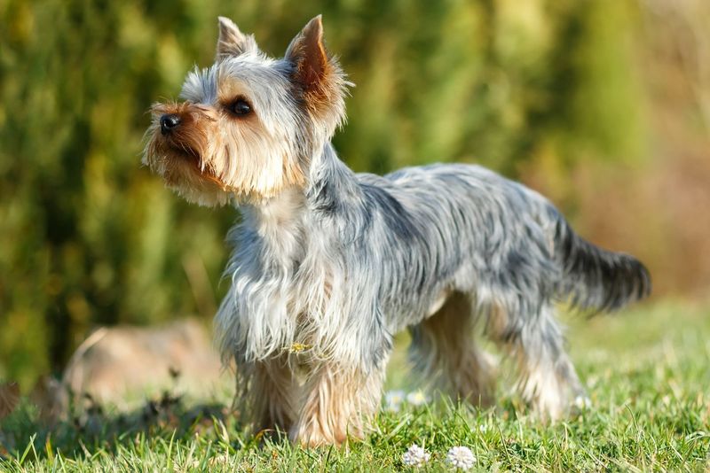 22 Dog Breeds with Human-Like Traits You Have to See to Believe