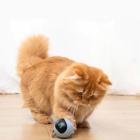 5 Ways Smart Gadgets Are Making Life Better for Cats (and Their Humans)