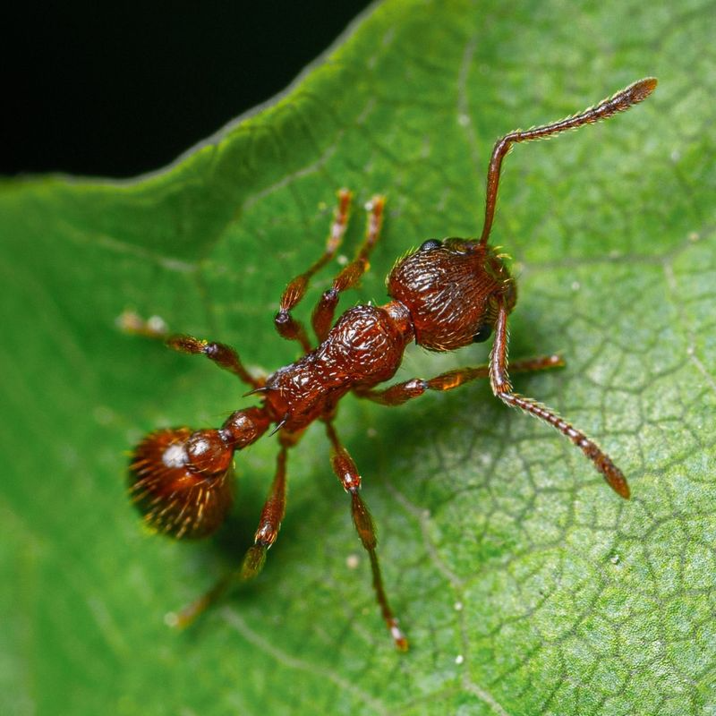 From Dance Moves to Light Shows, Here are the 7 Coolest Ways Animals Communicate