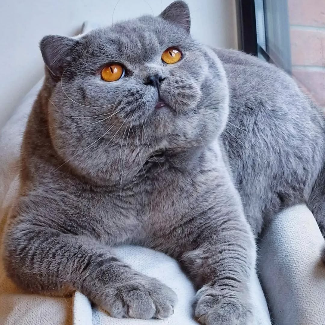 10 Cat Breeds That Are Perfect for First-Time Owners