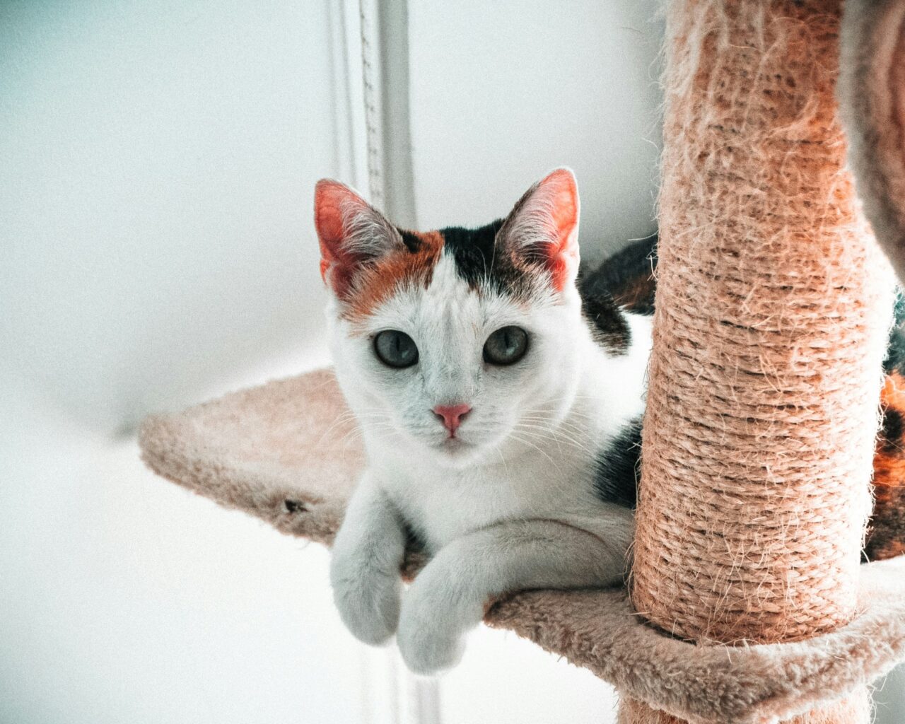 10 Surprising Ways Cats Make Your Life Healthier, According to Science