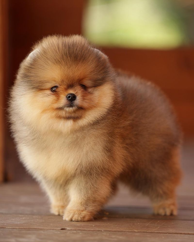 4. Pomeranian