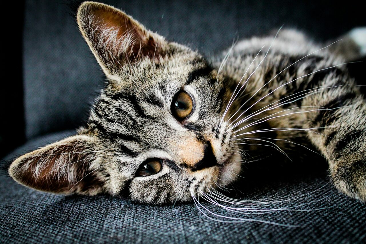 5 Surprising Benefits of Cats for Your Emotional Health