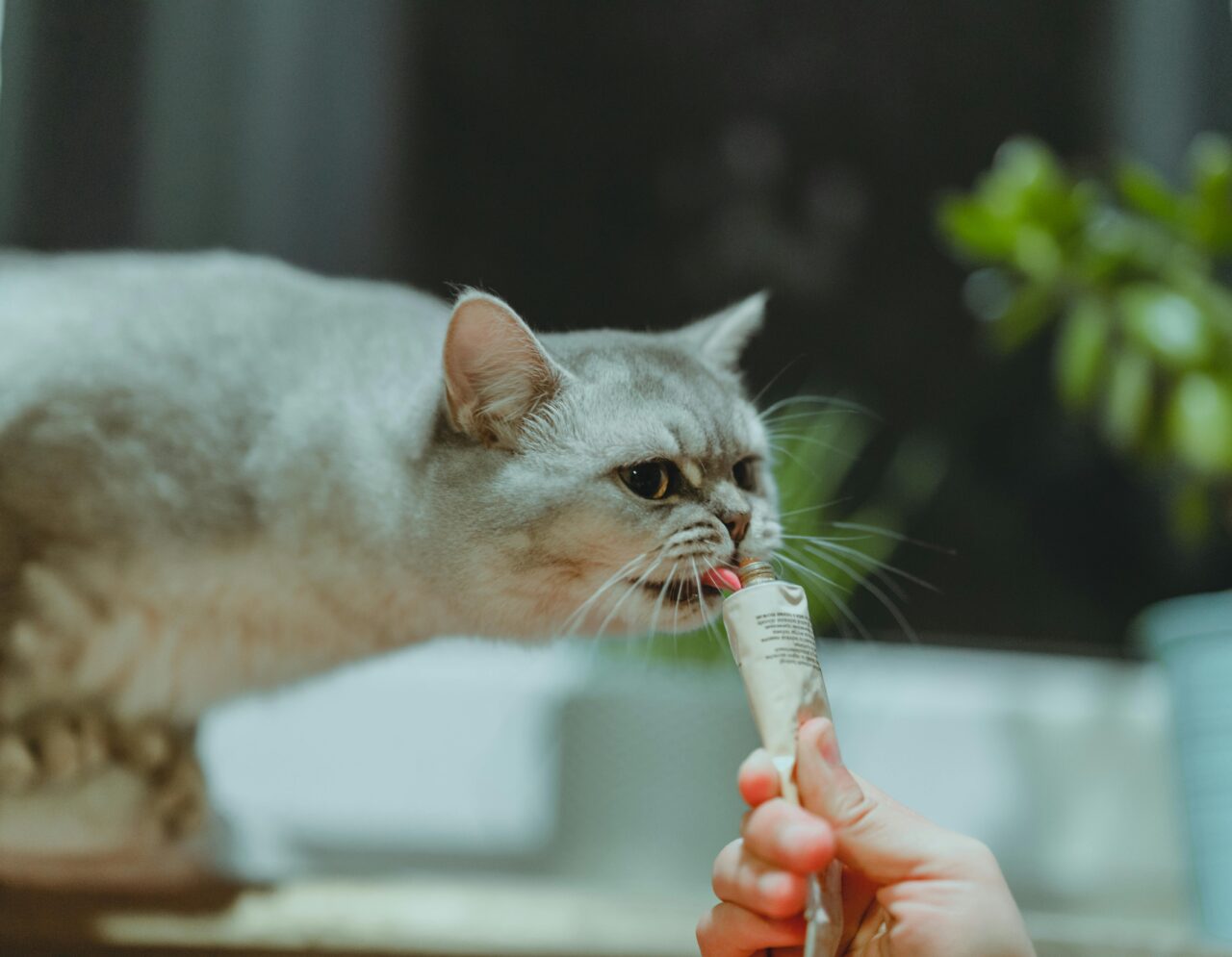 5 Smart Ways to Manage Cat Allergies and Breathe Easier