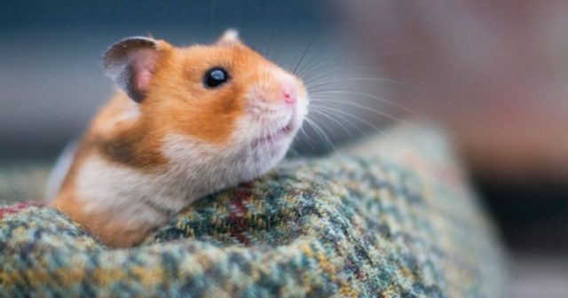 5 Adorable Low-Maintenance Pets for People Who Live in Apartments