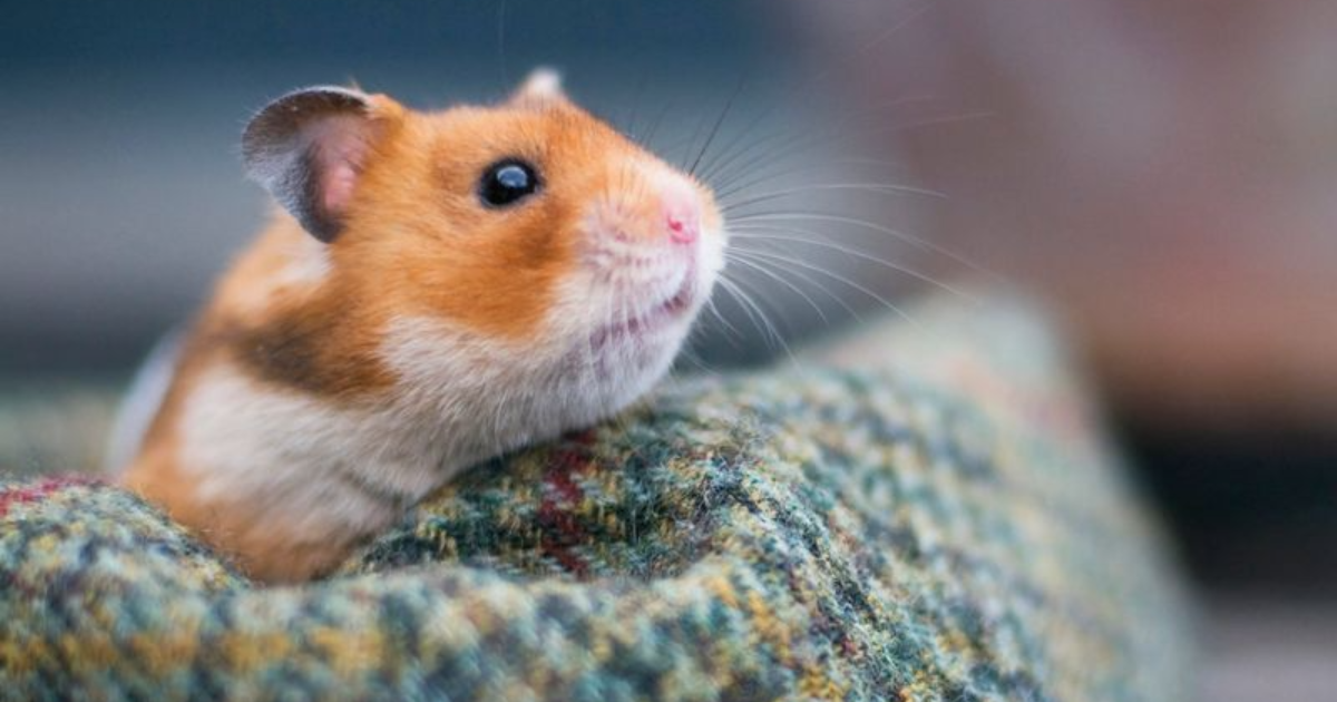 5 Adorable Low-Maintenance Pets for People Who Live in Apartments