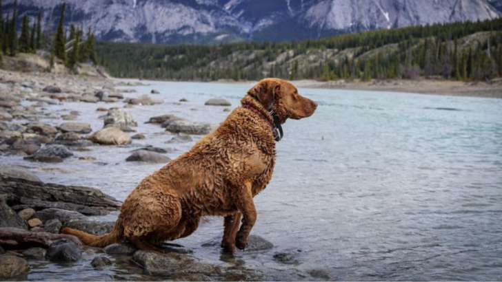 5 Dogs That Love Water and 5 Dogs That Hate It