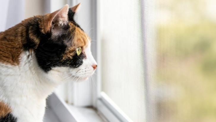 5 Fascinating Facts About How Cats See the World That Will Blow Your Mind