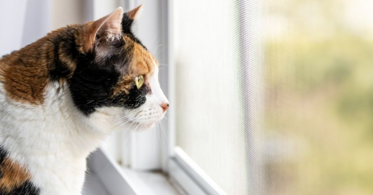 5 Fascinating Facts About How Cats See the World That Will Blow Your Mind