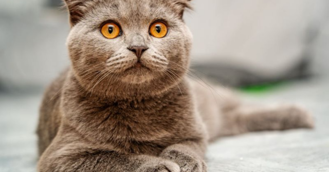 5 Rarest Cat Eye Colors, Explained
