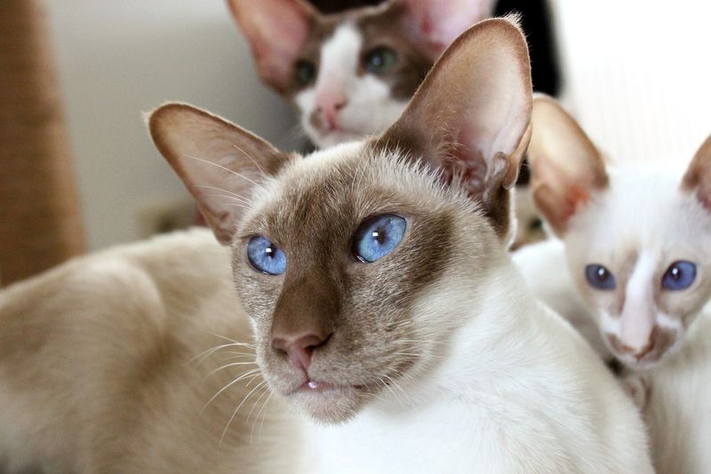 5 Rarest Cat Eye Colors, Explained