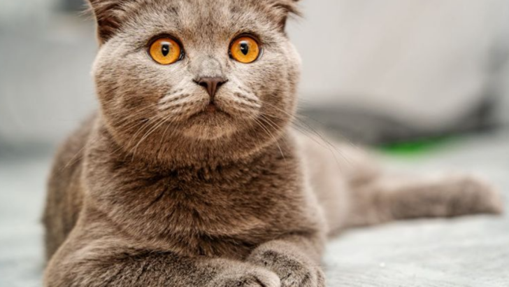 5 Fascinatingly Rare Cat Eye Colors and the Stories Behind Them