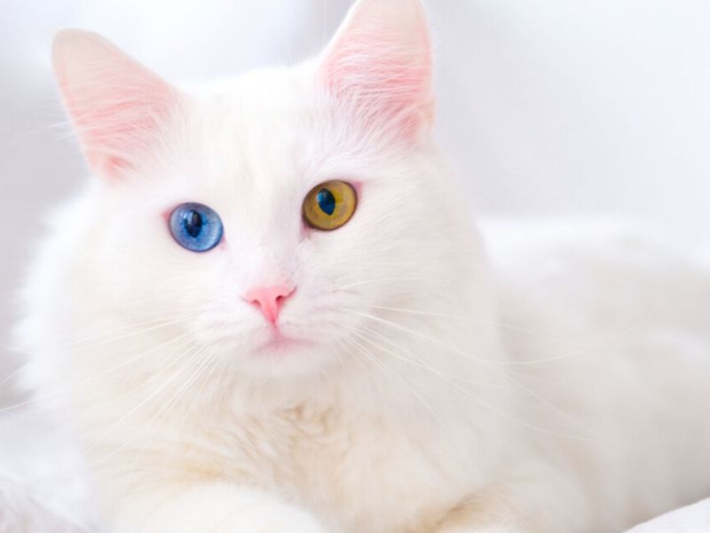 5 Rarest Cat Eye Colors, Explained