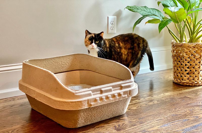 5 Signs Your Cat Needs a New Litter Box Setup