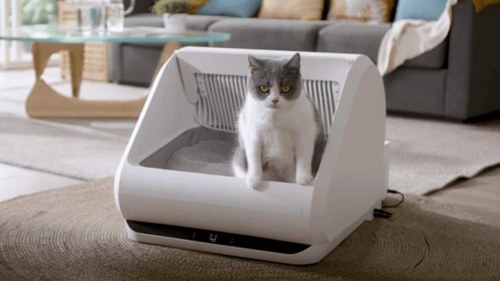 5 Signs Your Cat Needs a New Litter Box Setup