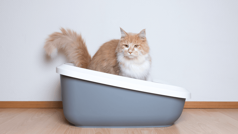 5 Signs Your Cat Needs a New Litter Box Setup