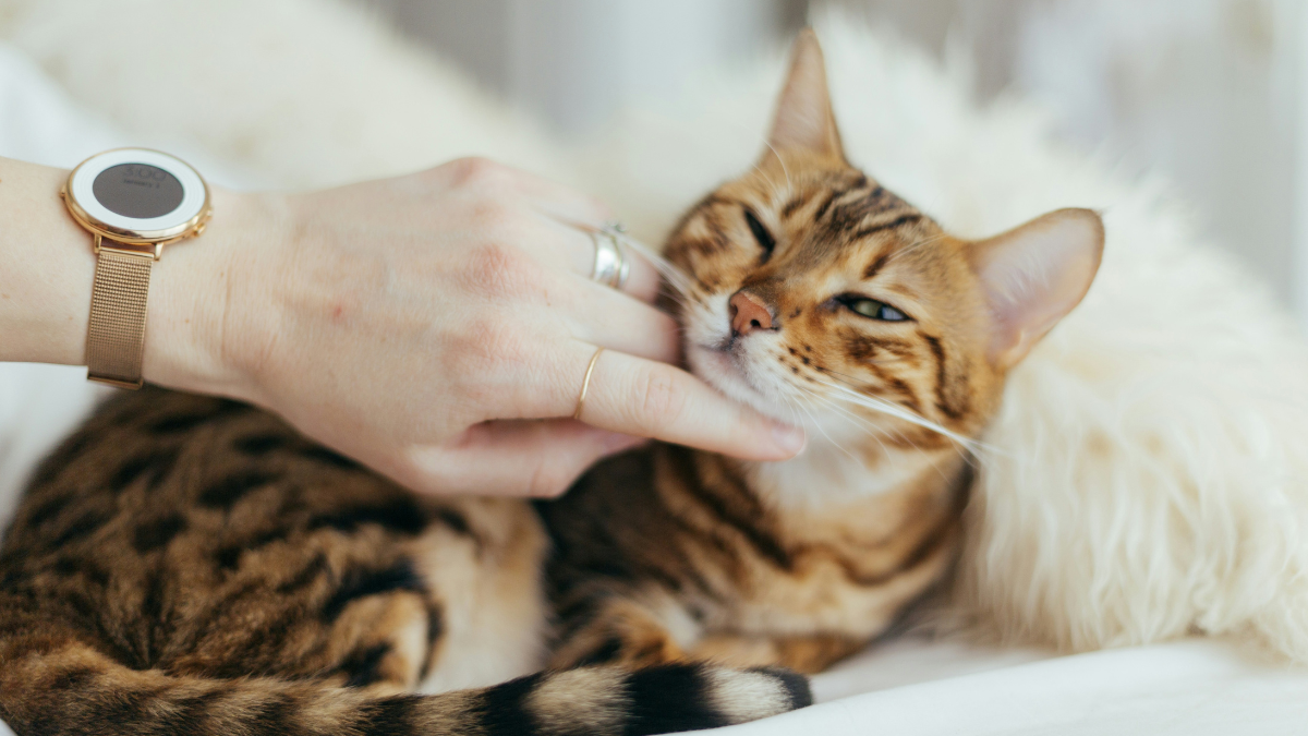 5 Surprising Benefits of Cats for Your Emotional Health