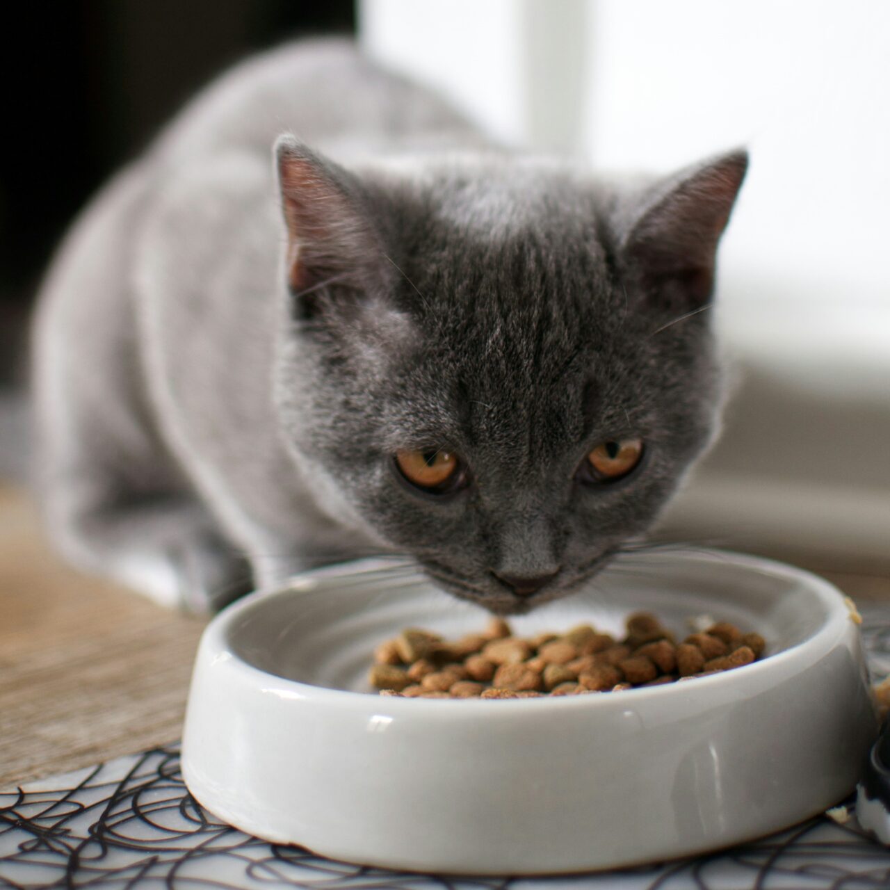 Want to Know What Your Cat’s Behavior Says About You? Here Are 7 Ways to Find Out