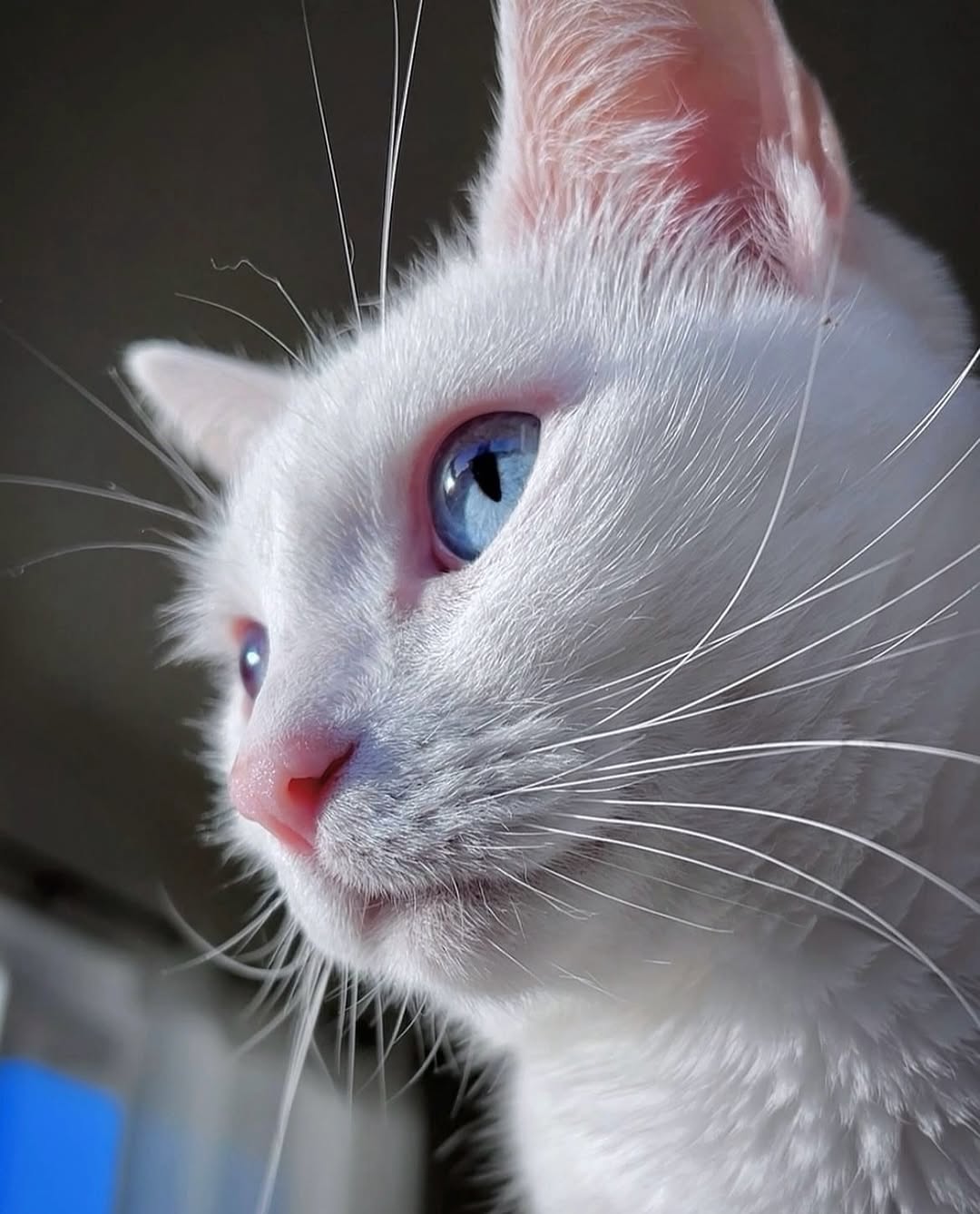 17 Mind-Blowing Facts About How Cats Think