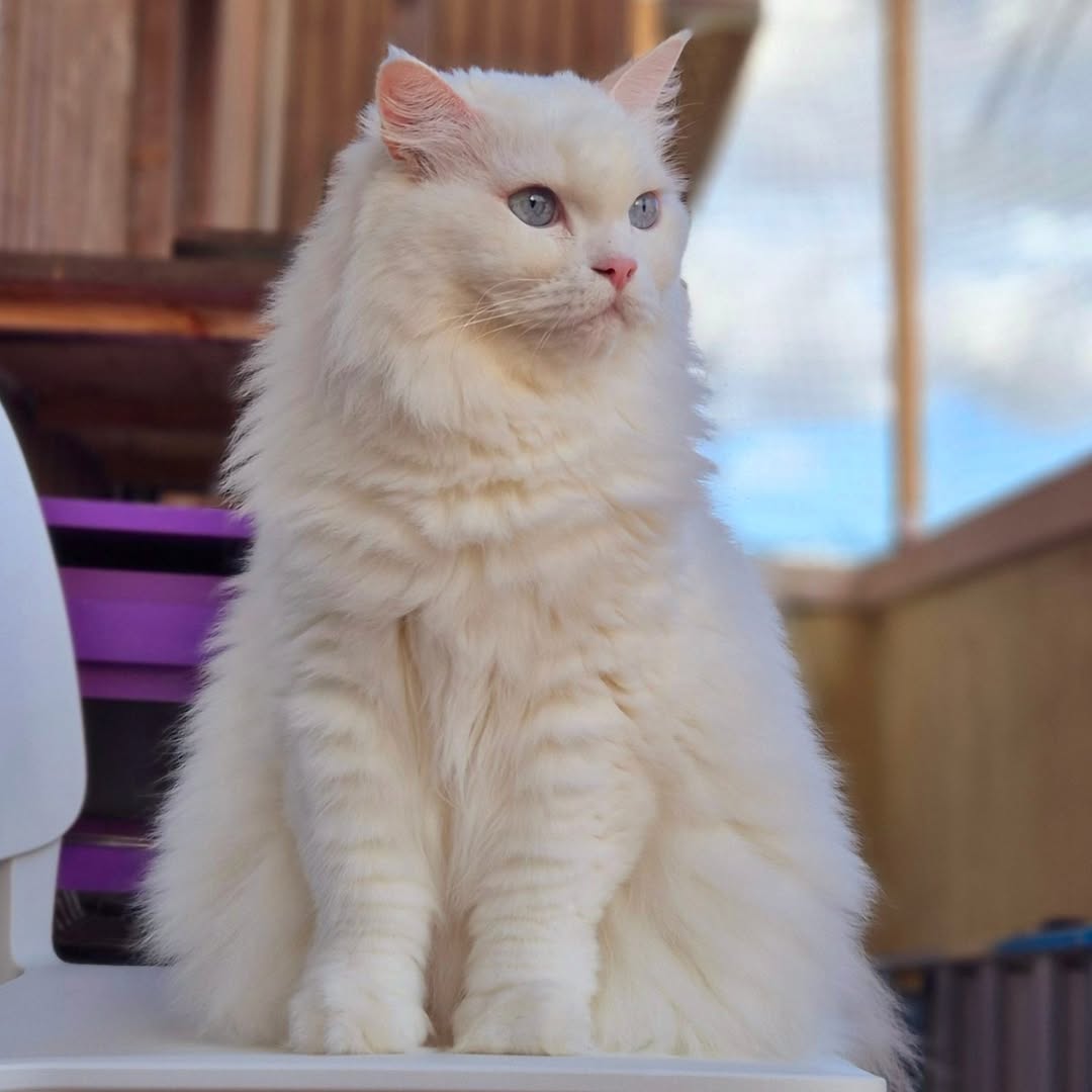 10 Cat Breeds That Are Perfect for First-Time Owners