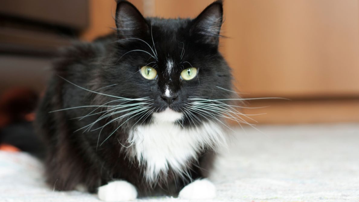 6 Fascinating Reasons That Make Tuxedo Cats Truly Special