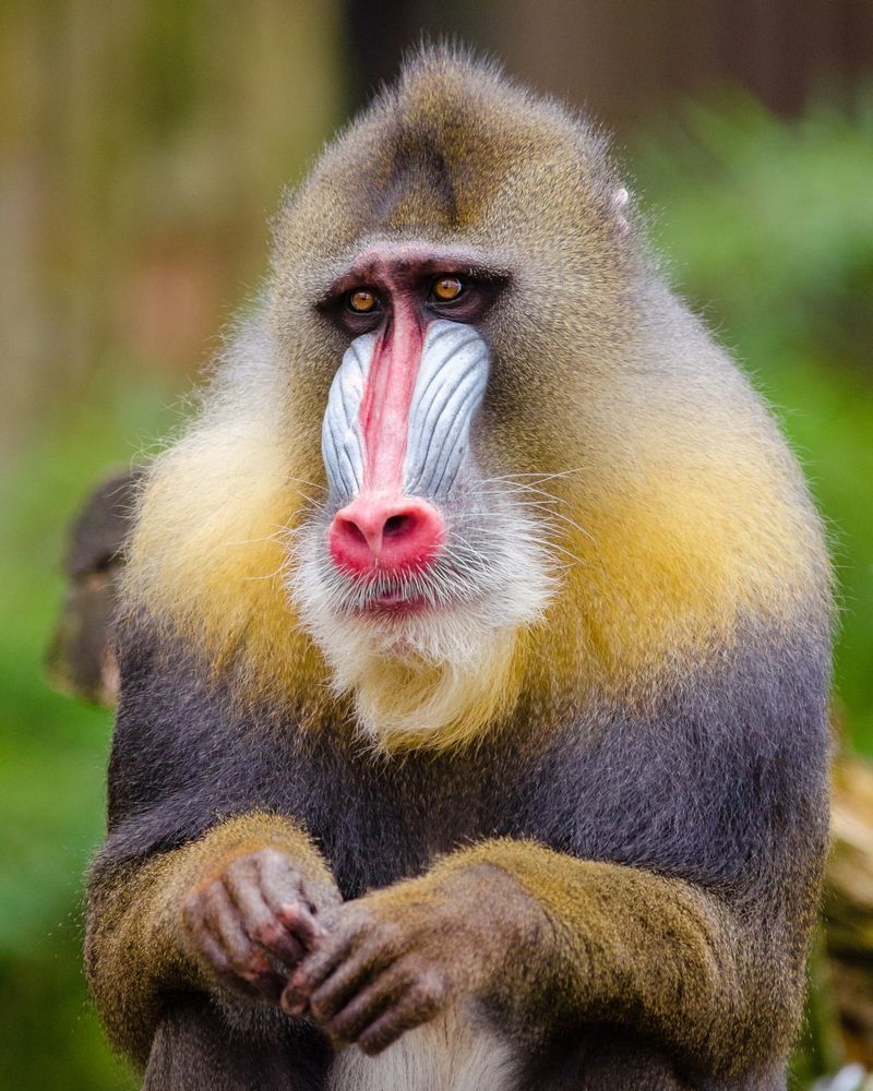 6 Incredible Ways the Mandrill Stands Out in the Animal Kingdom