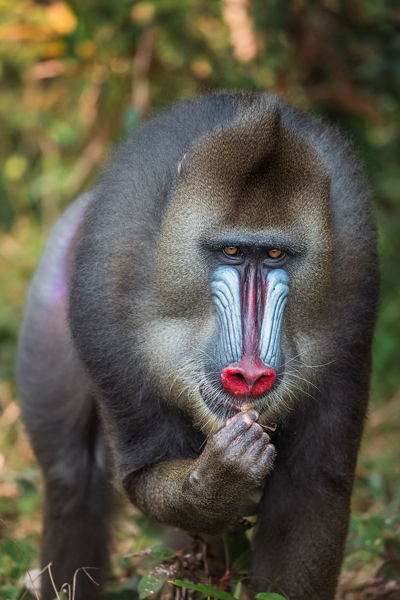 6 Incredible Ways the Mandrill Stands Out in the Animal Kingdom