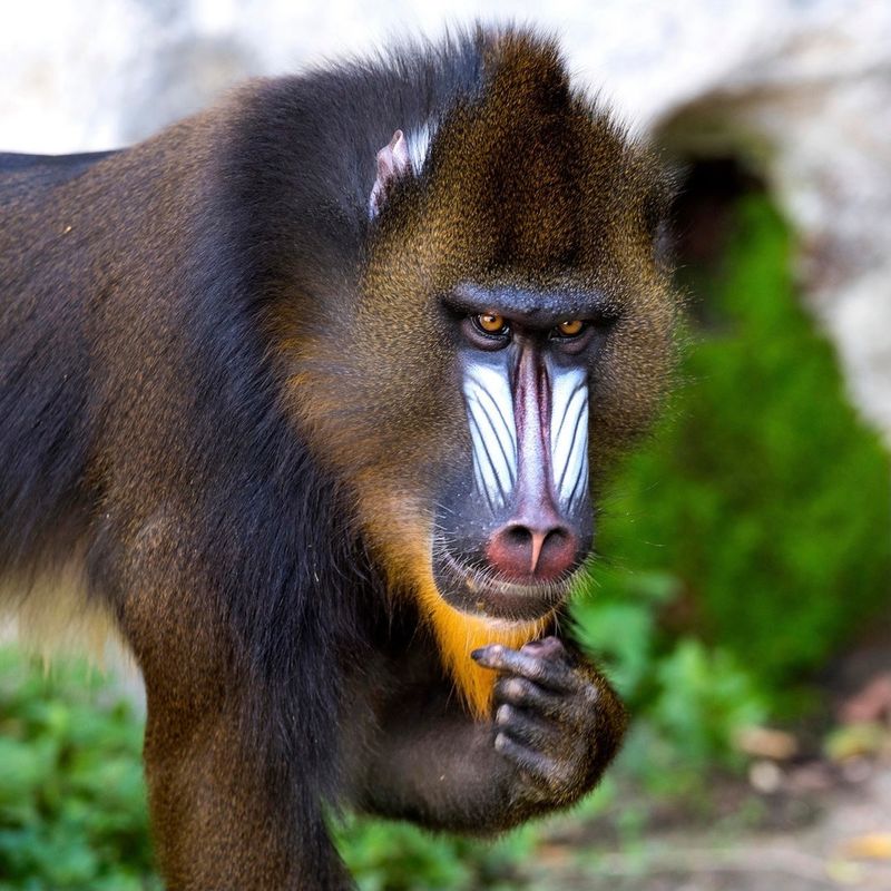 6 Incredible Ways the Mandrill Stands Out in the Animal Kingdom