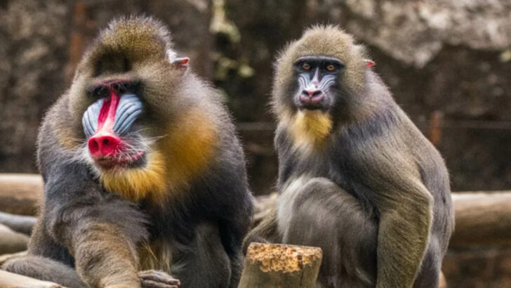 6 Incredible Ways the Mandrill Stands Out in the Animal Kingdom