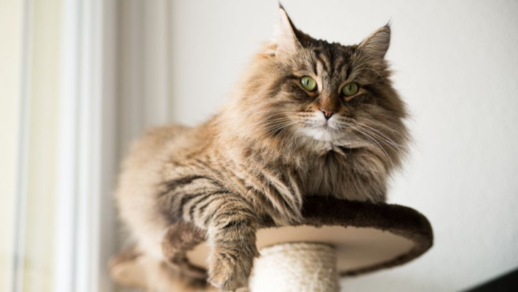 6 Pros and Cons of Owning a Maine Coon