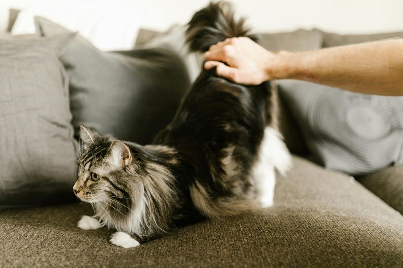 6 Pros and Cons of Owning a Maine Coon