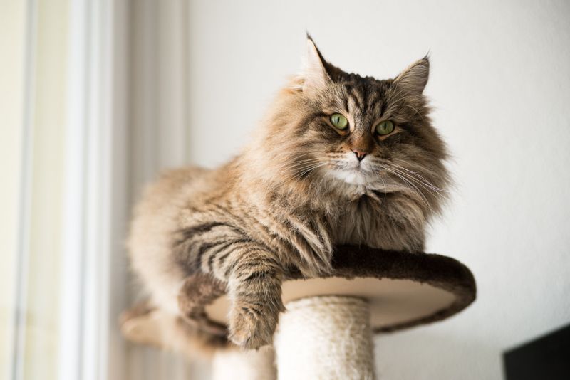 6 Pros and Cons of Owning a Maine Coon