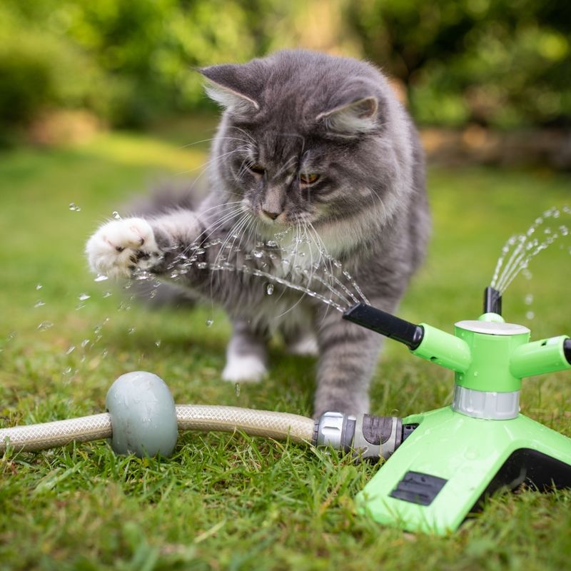 6 Safe and Eco-Friendly Tips to Keep Stray Cats at Bay