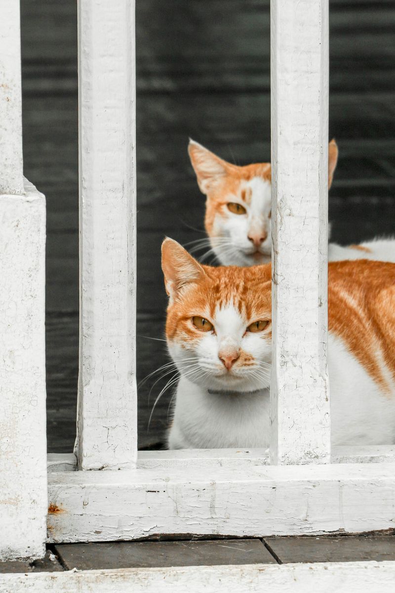 6 Safe and Eco-Friendly Tips to Keep Stray Cats at Bay