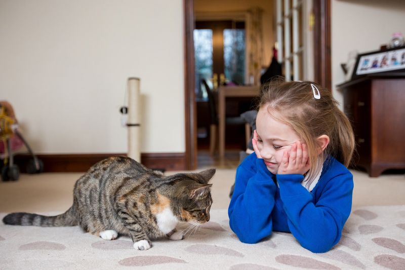 6 Simple Steps to Introduce Your Cat to Your Kids In the Best Way Possible