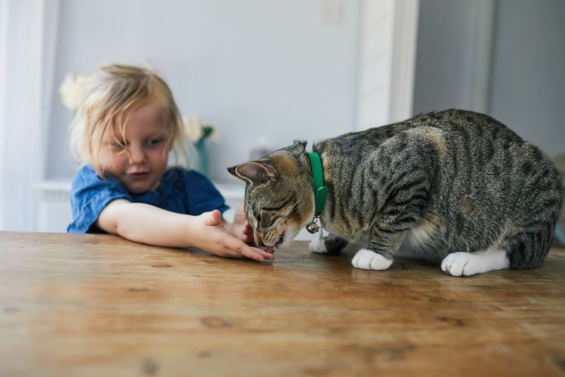 6 Simple Steps to Introduce Your Cat to Your Kids In the Best Way Possible