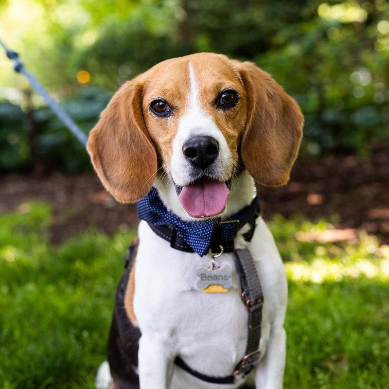 6. Beagle