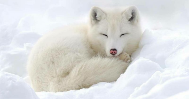 7 Animals That Can Survive Extreme Conditions