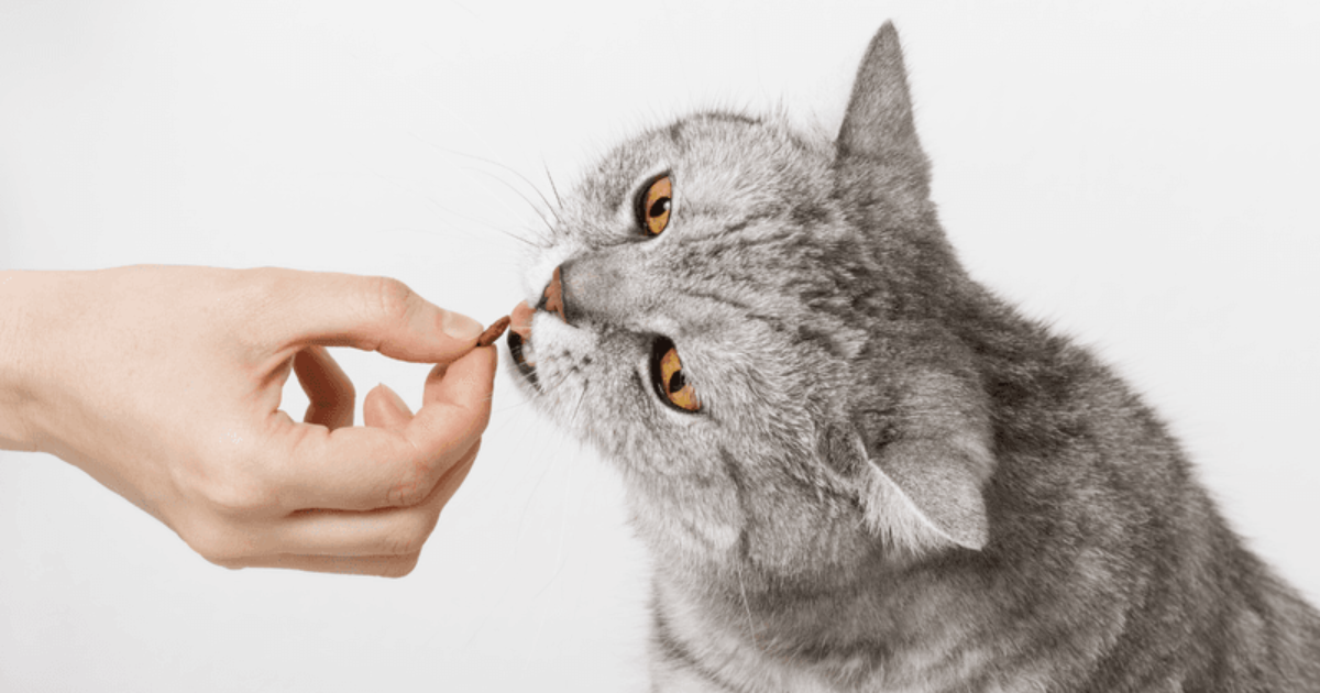 7 Easy Homemade Cat Treat Recipes Your Cat Will Go Crazy About