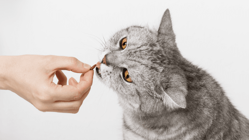 7 Easy Homemade Cat Treat Recipes Your Cat Will Go Crazy About