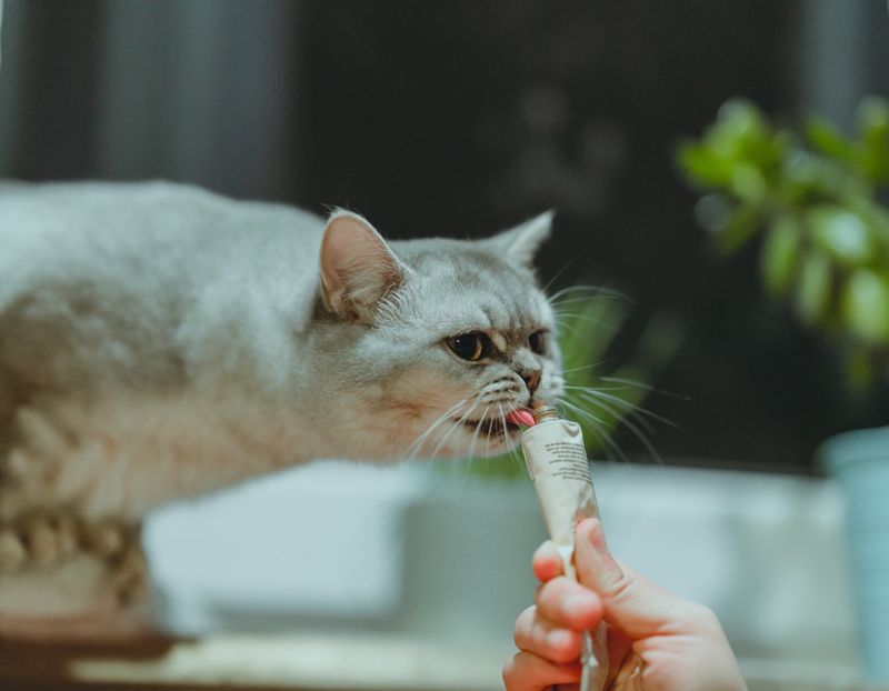 7 Easy Homemade Cat Treat Recipes Your Cat Will Go Crazy About