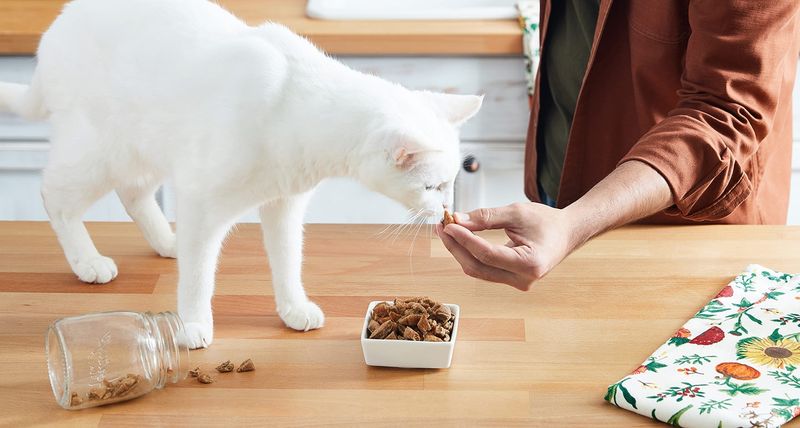 7 Easy Homemade Cat Treat Recipes Your Cat Will Go Crazy About