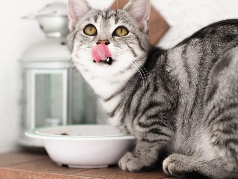 7 Easy Homemade Cat Treat Recipes Your Cat Will Go Crazy About