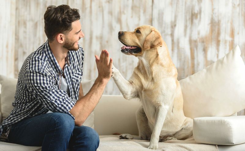 7 Highly Effective Ways to Handle Separation Anxiety in Dogs