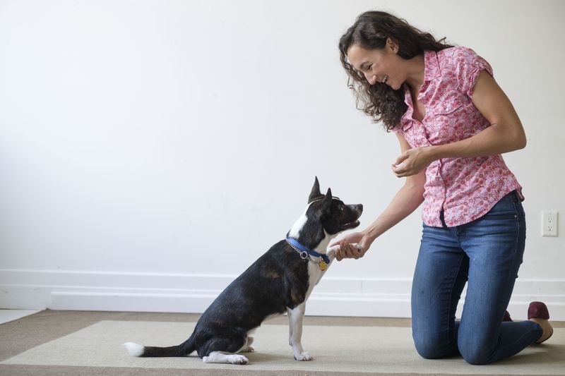 7 Highly Effective Ways to Handle Separation Anxiety in Dogs