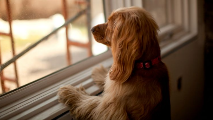 7 Highly Effective Ways to Handle Separation Anxiety in Dogs