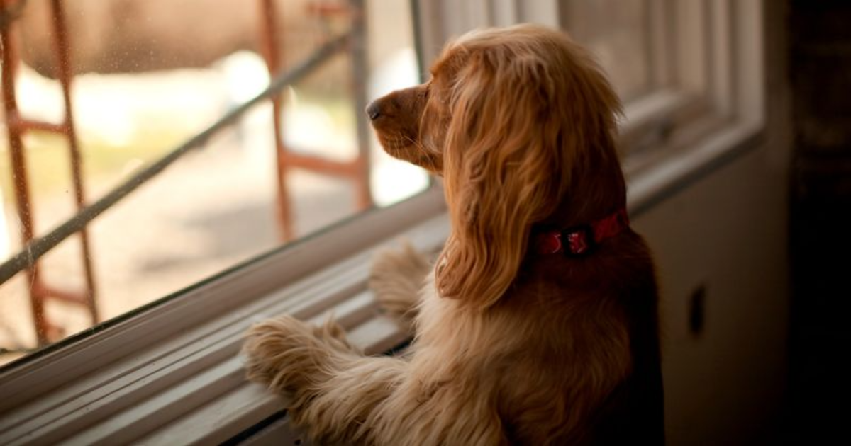 Ways to Handle Separation Anxiety in Dogs